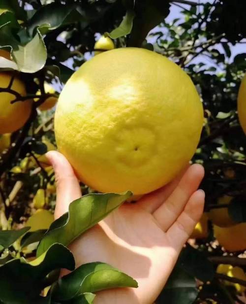 沙田柚哪个品种更好？-图3