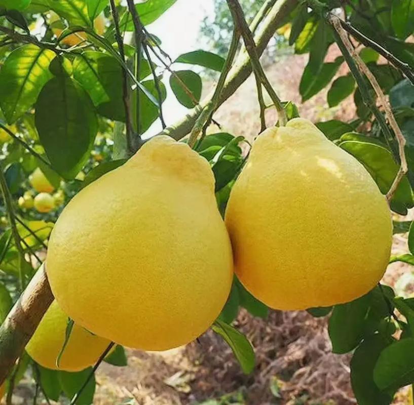 沙田柚哪个品种更好？-图1