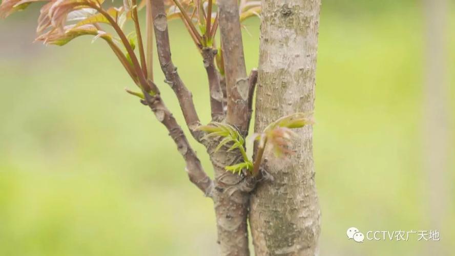 香椿变异新品种邓志勇有何独特优势?-图2 香椿变异新品种邓志勇有何独特优势?-图2