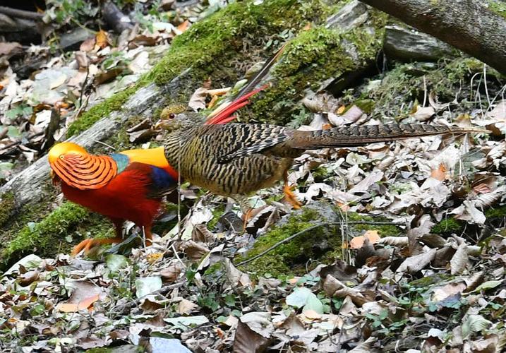 四川锦鸡是何种珍禽品种?-图1 四川锦鸡是何种珍禽品种?-图1