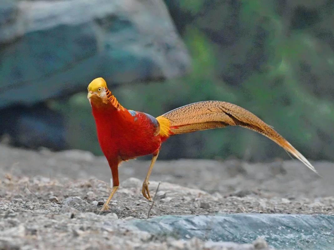 四川锦鸡是何种珍禽品种?-图3 四川锦鸡是何种珍禽品种?-图3