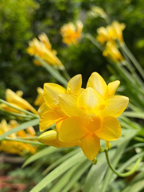 哪种香雪兰品种最香?-图1 哪种香雪兰品种最香?-图1