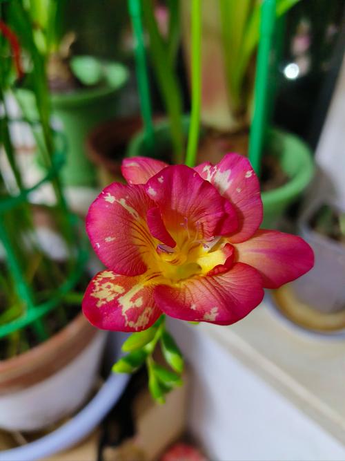 哪种香雪兰品种最香?-图2 哪种香雪兰品种最香?-图2