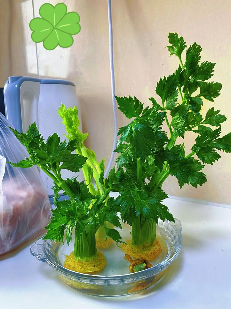 家庭芹菜怎么种才能高产?-图3 家庭芹菜怎么种才能高产?-图3