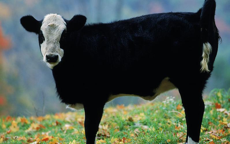 黑色和牛4品种是哪些?-图1 黑色和牛4品种是哪些?-图1