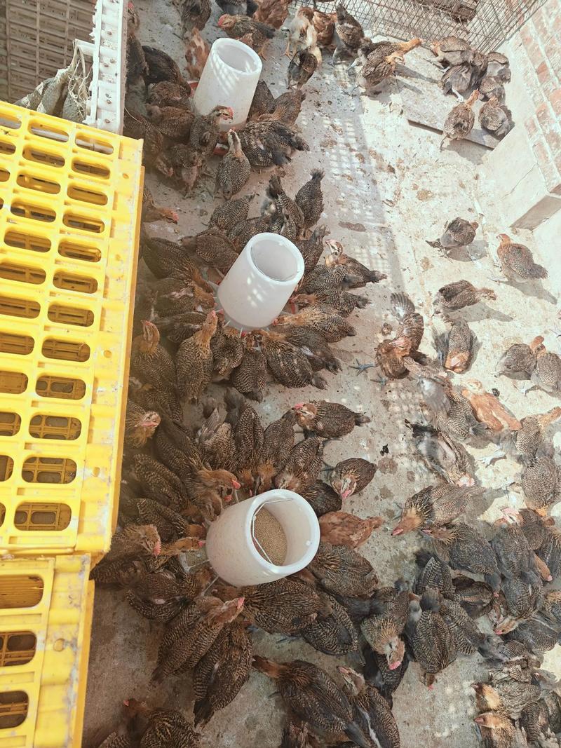 2025赤峰淘汰鸡价格会涨还是会跌?-图3 2025赤峰淘汰鸡价格会涨还是会跌?-图3