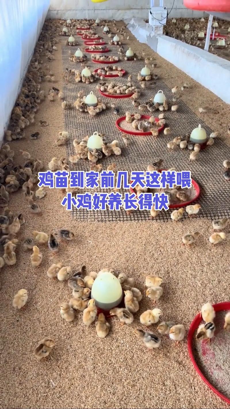 育雏期土鸡养殖技术要点有哪些?-图1 育雏期土鸡养殖技术要点有哪些?-图1