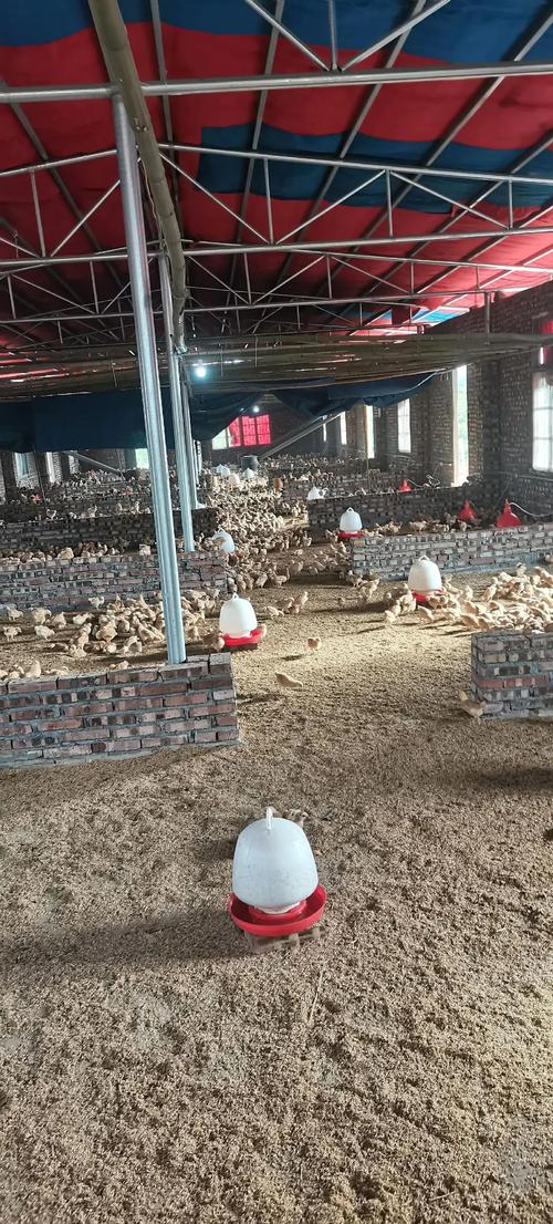 育雏期土鸡养殖技术要点有哪些?-图3 育雏期土鸡养殖技术要点有哪些?-图3