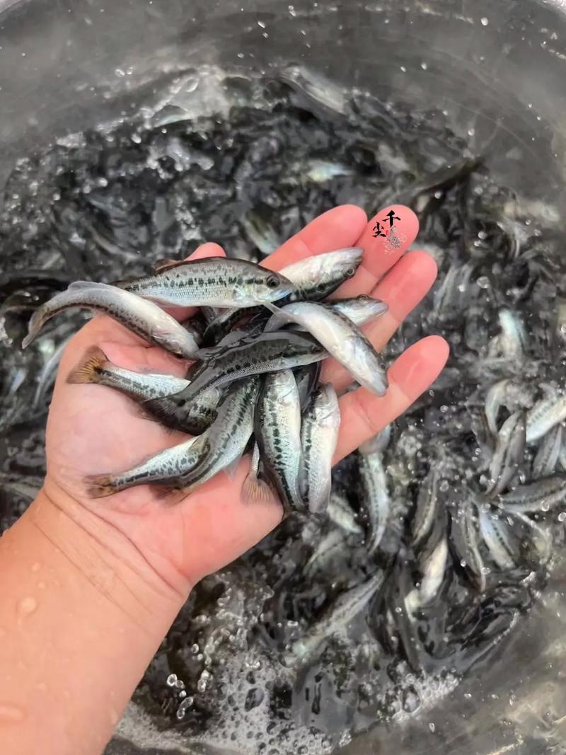 加州鲈鱼人工繁殖技术关键点在哪?-图1 加州鲈鱼人工繁殖技术关键点在哪?-图1