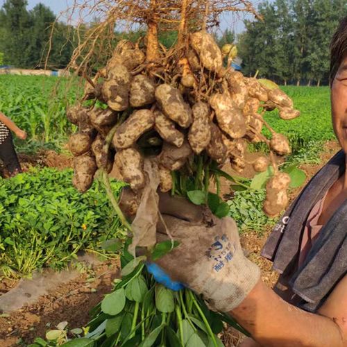 2025年山东花生价格会涨还是跌？-图1