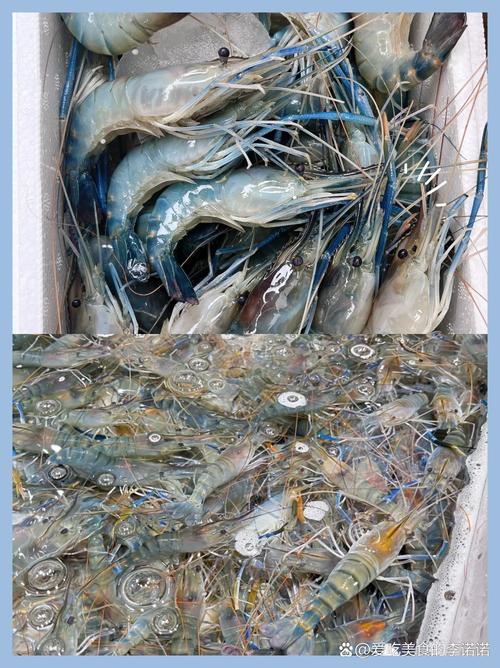 哪里能买到优良品种的罗氏虾?-图2 哪里能买到优良品种的罗氏虾?-图2