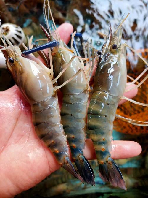 哪里能买到优良品种的罗氏虾?-图3 哪里能买到优良品种的罗氏虾?-图3
