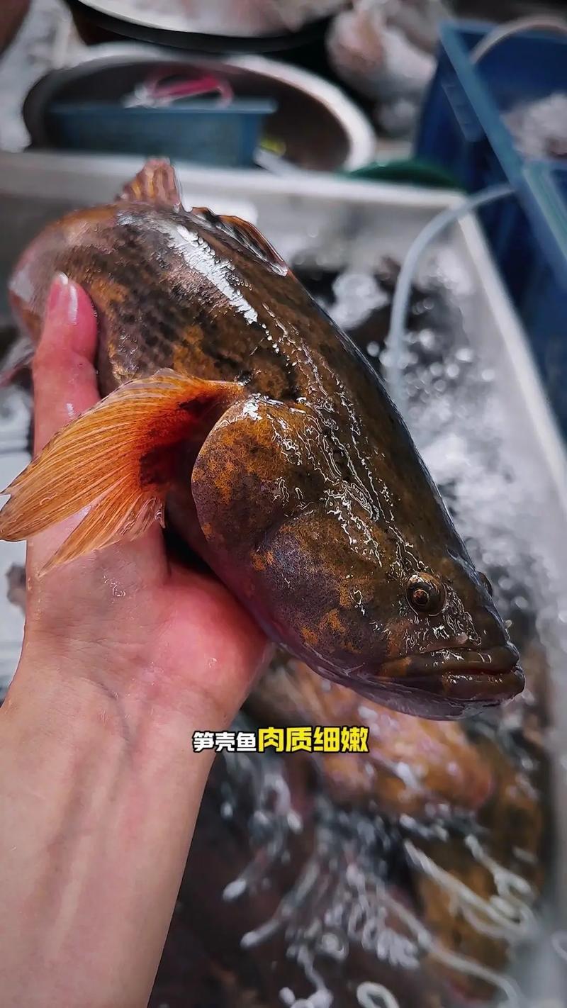 泰国笋壳鱼养殖新技术有何突破？-图3