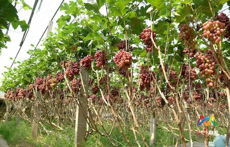 红提大棚种植技术要点有哪些？-图3