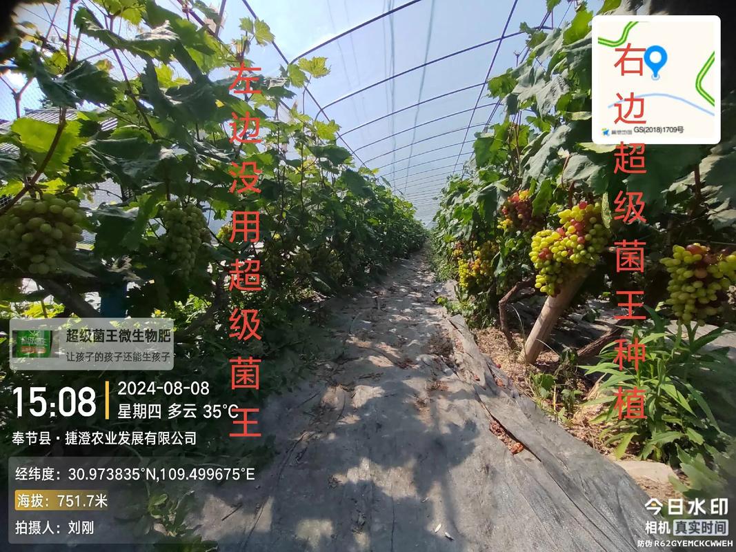 红提大棚种植技术要点有哪些？-图2