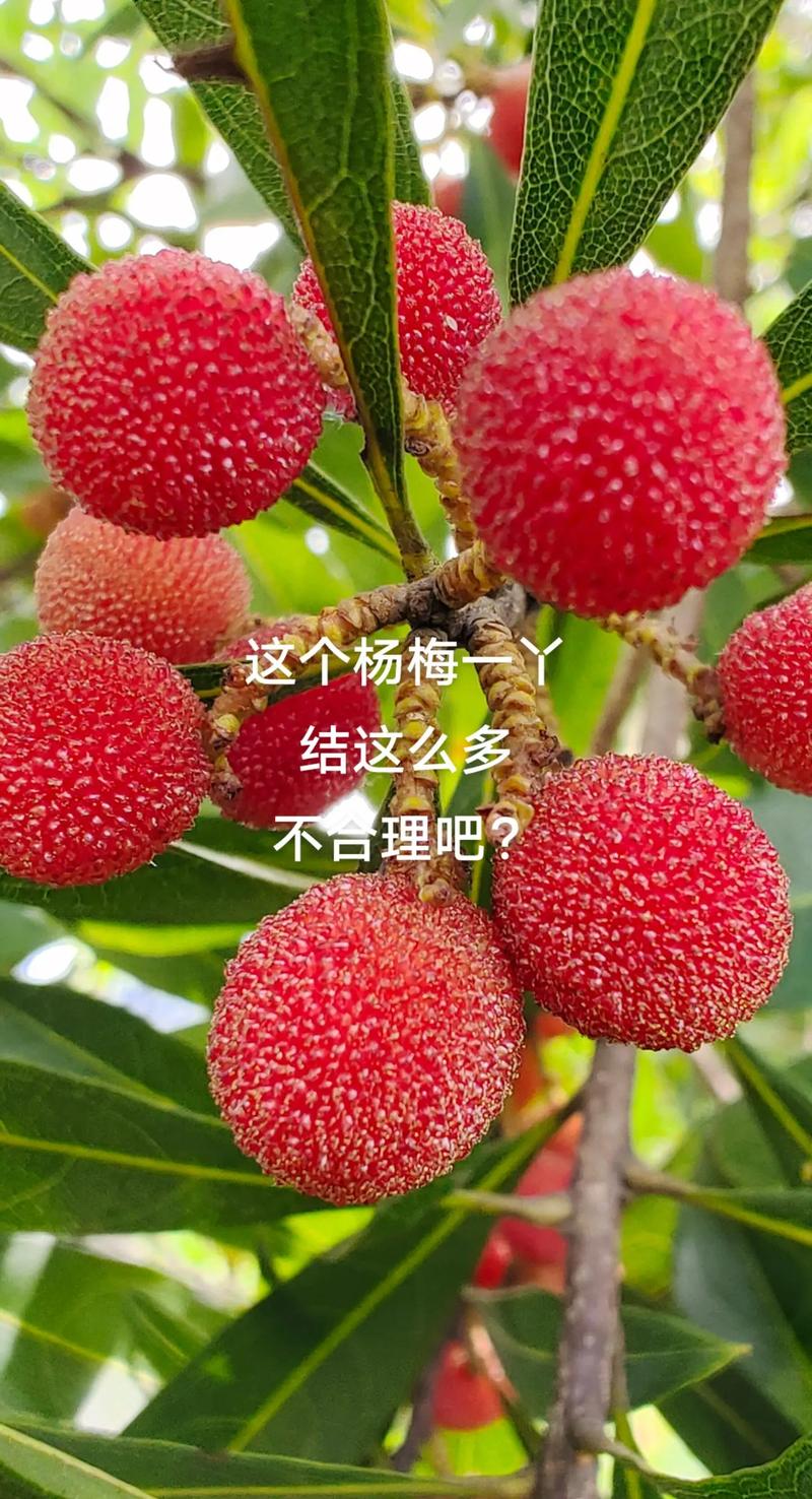 杨梅割环技术怎么做?视频里关键步骤是啥?-图2 杨梅割环技术怎么做?视频里关键步骤是啥?-图2