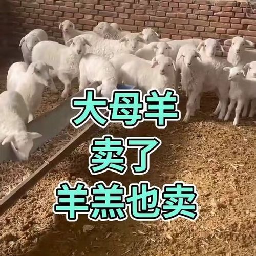 夏洛来羊品种特点与价格多少？-图2
