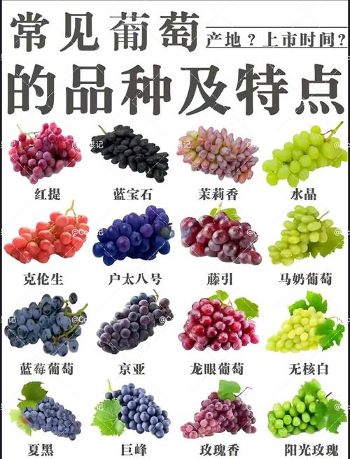 北冰红葡萄品种究竟好不好？-图2