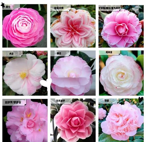 北方山茶花有哪些耐寒养殖品种？-图2