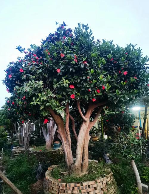 北方山茶花有哪些耐寒养殖品种？-图3