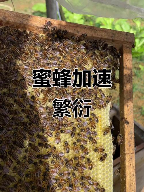 春季一脾繁殖,如何快速扩群?-图1 春季一脾繁殖,如何快速扩群?-图1