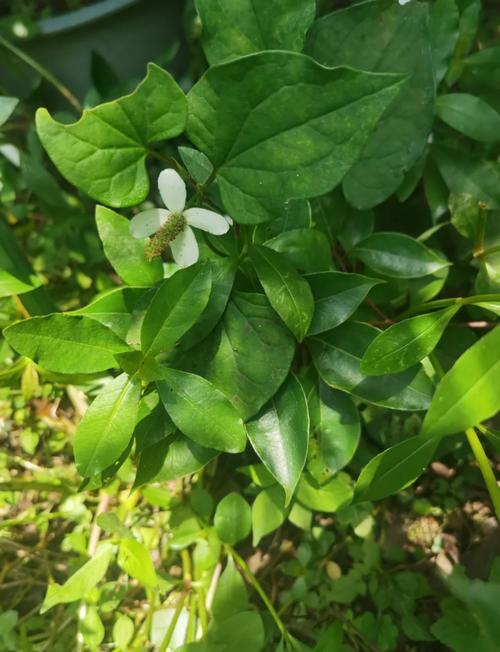 冬天种折耳根,技术要点有哪些?-图3 冬天种折耳根,技术要点有哪些?-图3