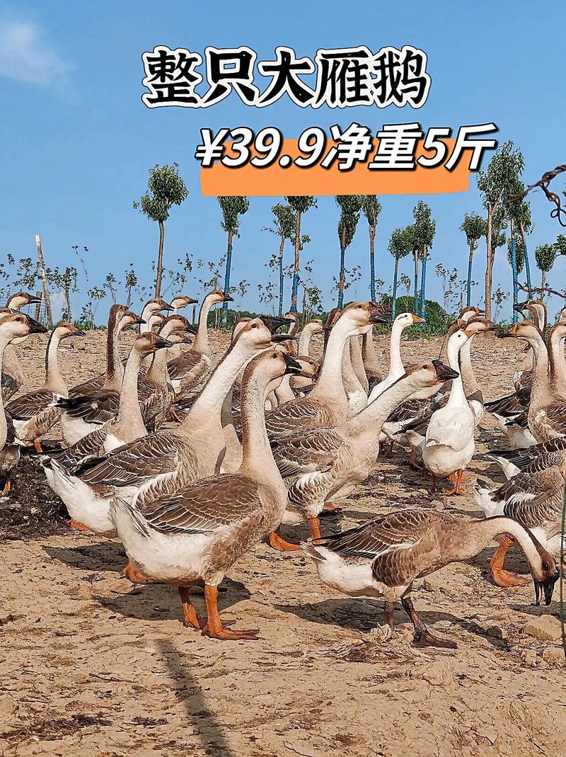 黑龙江养鹅啥品种效益高?-图1 黑龙江养鹅啥品种效益高?-图1