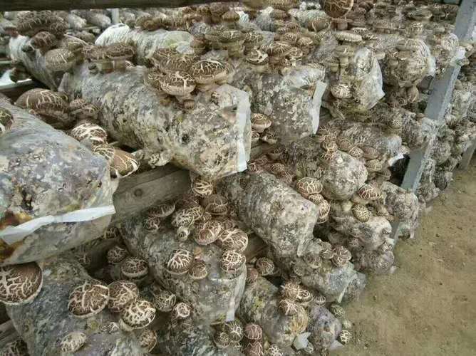 香菇菌棒如何定向出菇?-图2 香菇菌棒如何定向出菇?-图2