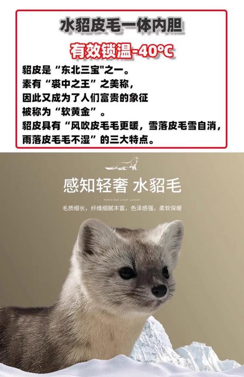 2025年激素水貂价格会涨还是跌？-图2