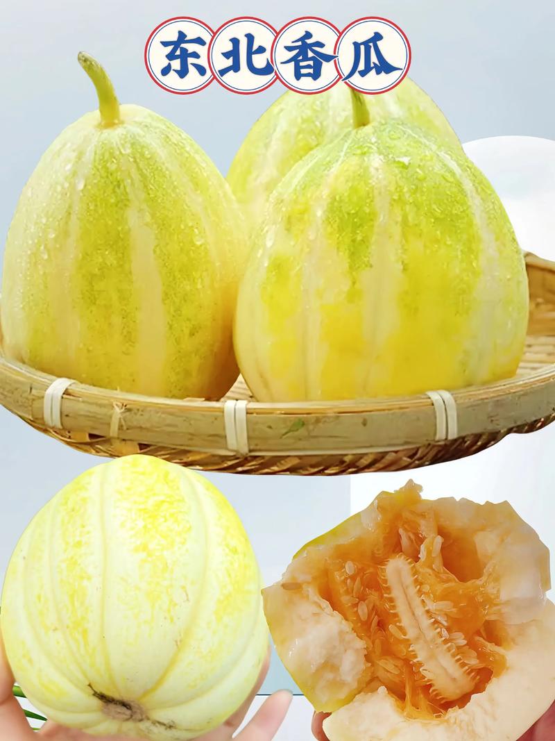 哪种香瓜最甜?品种TOP几?-图1 哪种香瓜最甜?品种TOP几?-图1