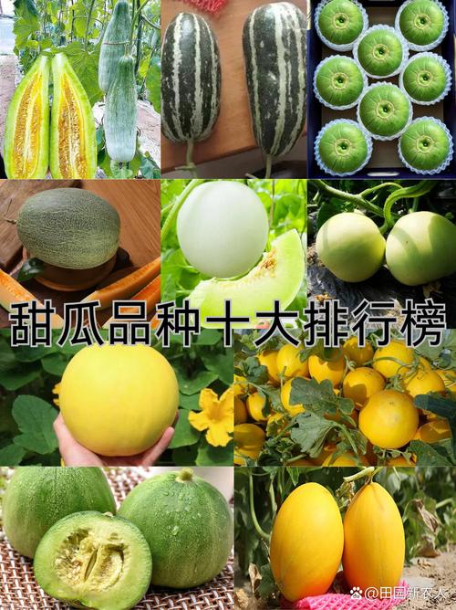 哪种香瓜最甜?品种TOP几?-图2 哪种香瓜最甜?品种TOP几?-图2