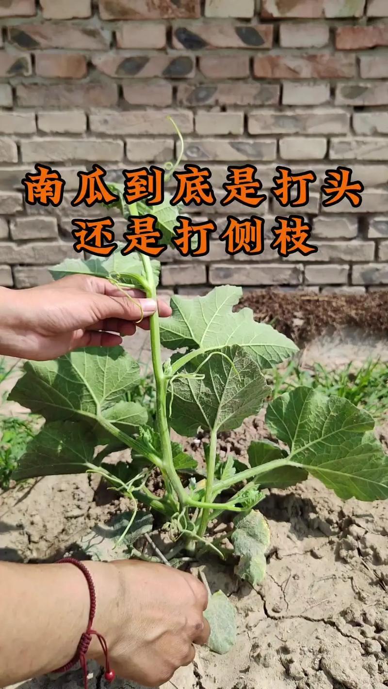 南瓜种植技术肥水管理-图1 南瓜种植技术肥水管理-图1