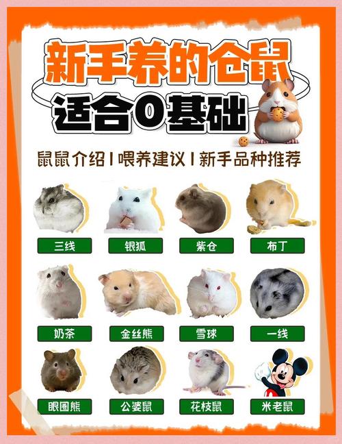 老鼠养殖技术方法有哪些关键要点?-图1 老鼠养殖技术方法有哪些关键要点?-图1