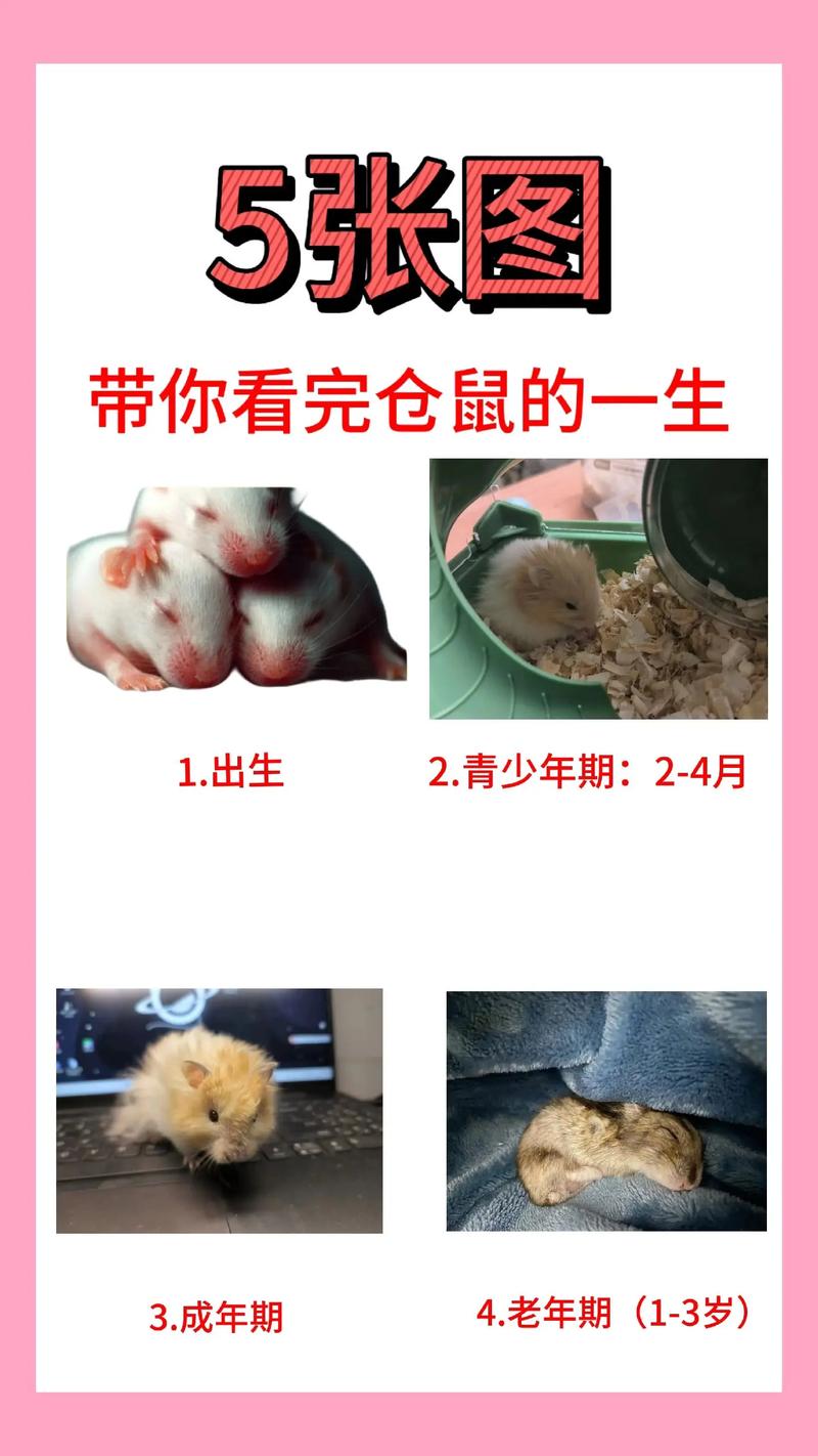 老鼠养殖技术方法有哪些关键要点？-图2