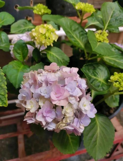 绣球花小品种有哪些?-图1 绣球花小品种有哪些?-图1