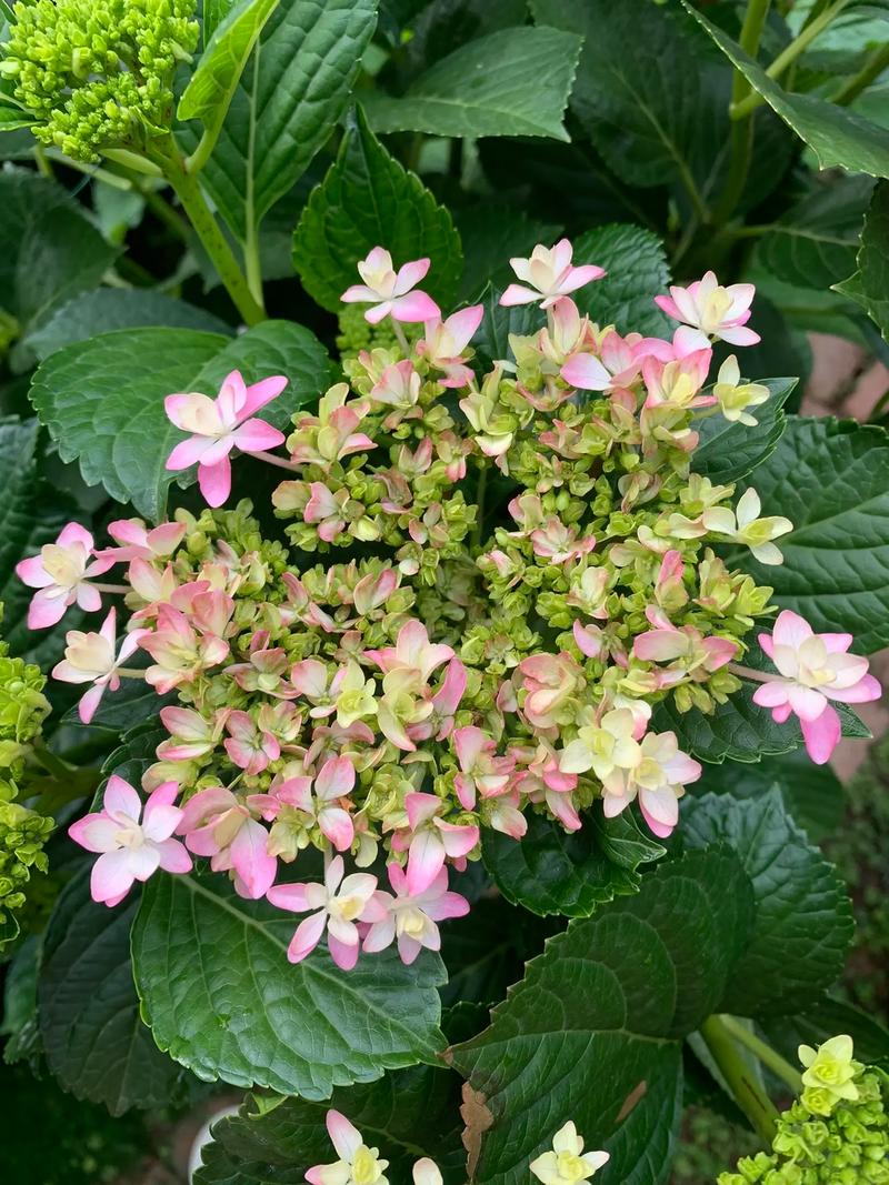 绣球花小品种有哪些?-图2 绣球花小品种有哪些?-图2