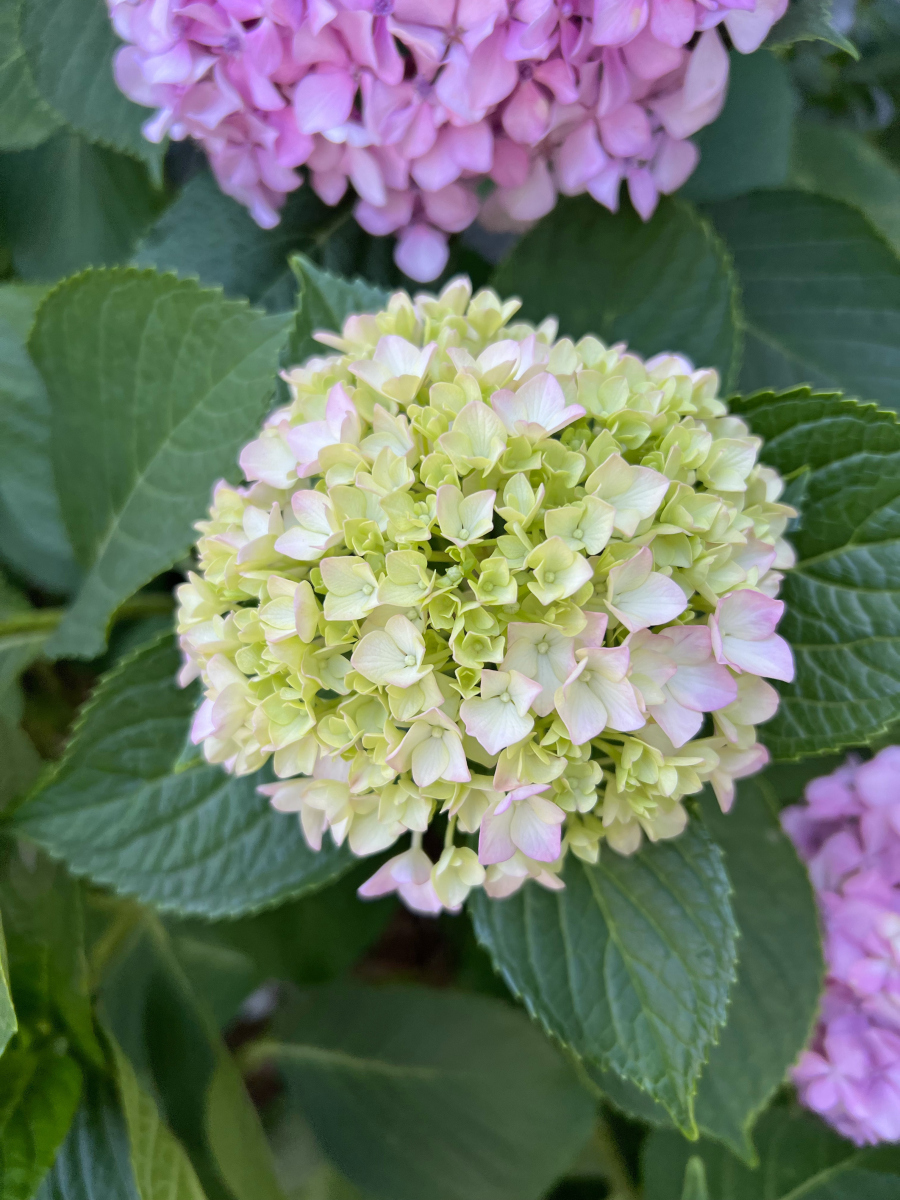 绣球花小品种有哪些?-图3 绣球花小品种有哪些?-图3