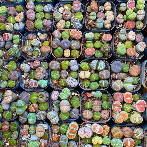 哪些生石花品种值得入手?-图2 哪些生石花品种值得入手?-图2