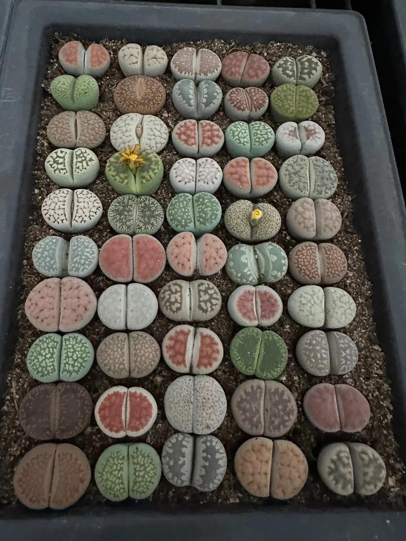 哪些生石花品种值得入手?-图3 哪些生石花品种值得入手?-图3