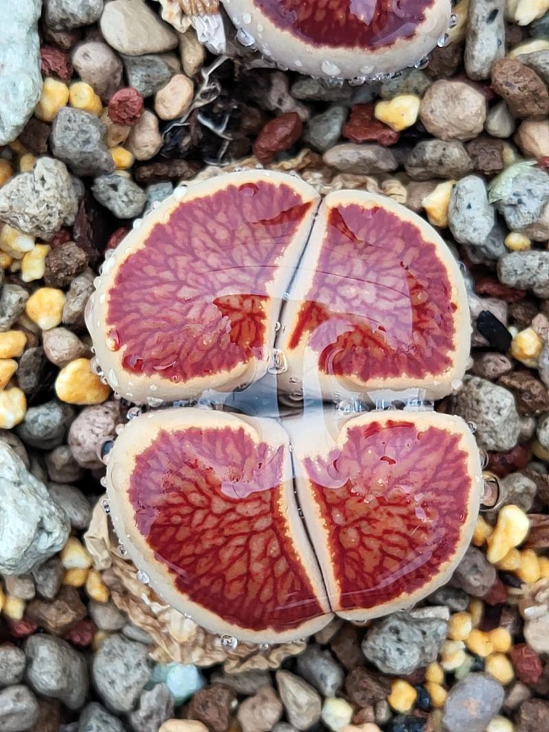 哪些生石花品种值得入手?-图1 哪些生石花品种值得入手?-图1