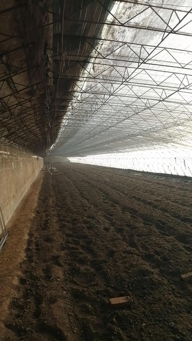 庭院林蛙养殖技术视频,如何高效养殖?-图2 庭院林蛙养殖技术视频,如何高效养殖?-图2