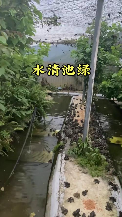 庭院林蛙养殖技术视频,如何高效养殖?-图3 庭院林蛙养殖技术视频,如何高效养殖?-图3