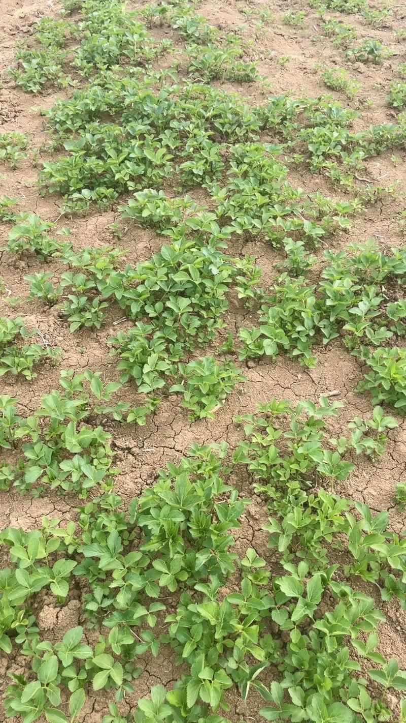 河北白芷栽培技术视频要点有哪些?-图1 河北白芷栽培技术视频要点有哪些?-图1