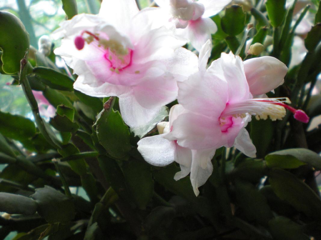 刺多的蟹爪兰是什么品种？-图2