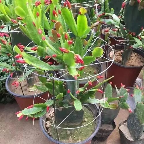 刺多的蟹爪兰是什么品种？-图3