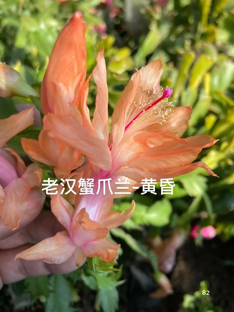 刺多的蟹爪兰是什么品种？-图1