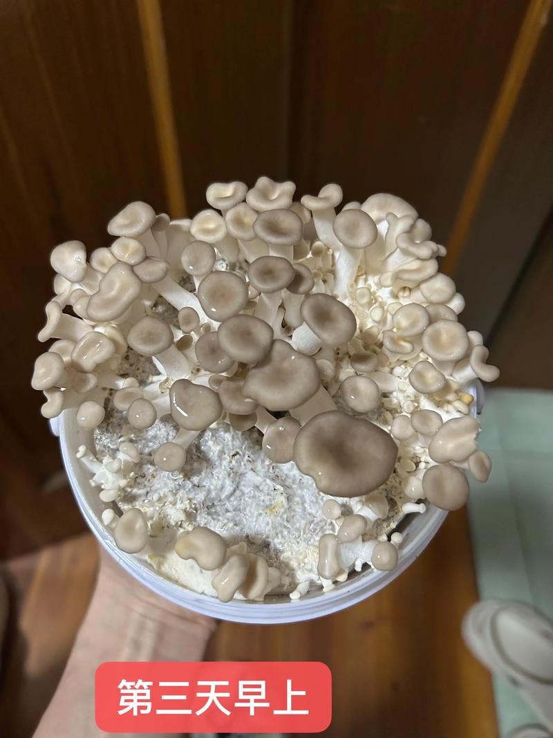家庭蘑菇栽培视频，技术难点与避坑指南？-图3
