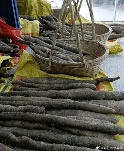 野生山药如何实现高产栽培？-图3