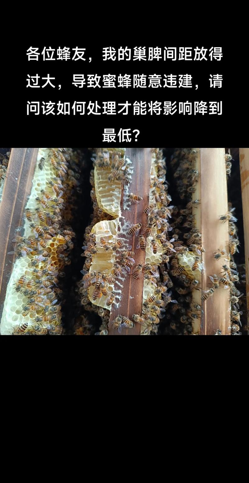 养意大利蜜蜂技术视频,新手必看的关键点是什么?-图1 养意大利蜜蜂技术视频,新手必看的关键点是什么?-图1