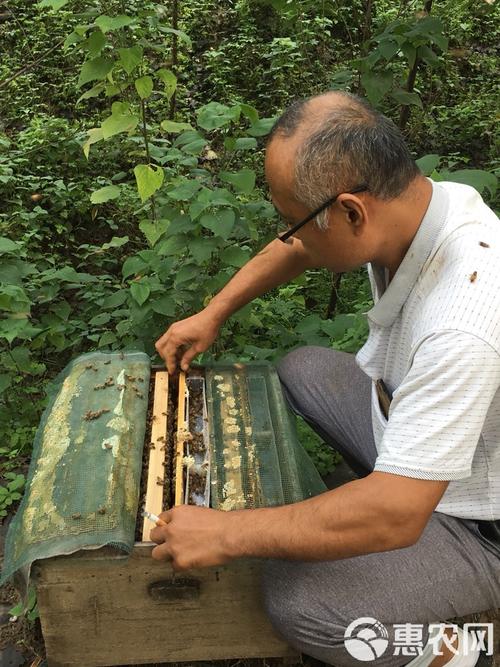 养意大利蜜蜂技术视频，新手必看的关键点是什么？-图3